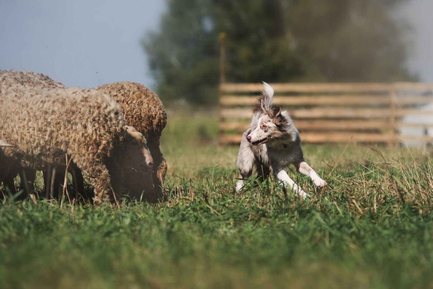 Shepard dog guiding sheep