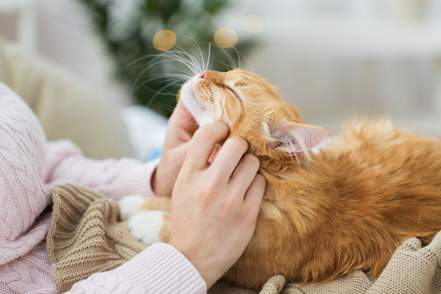 Cat being cuddled