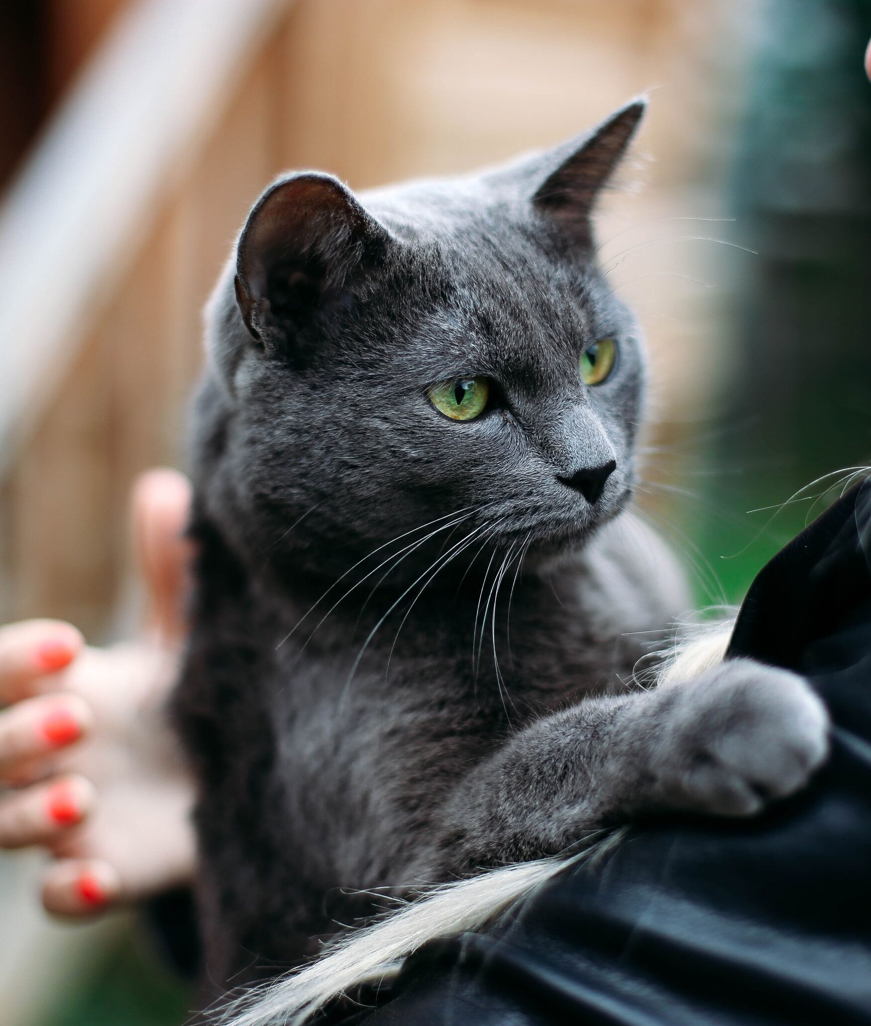 Premium pet food for cats