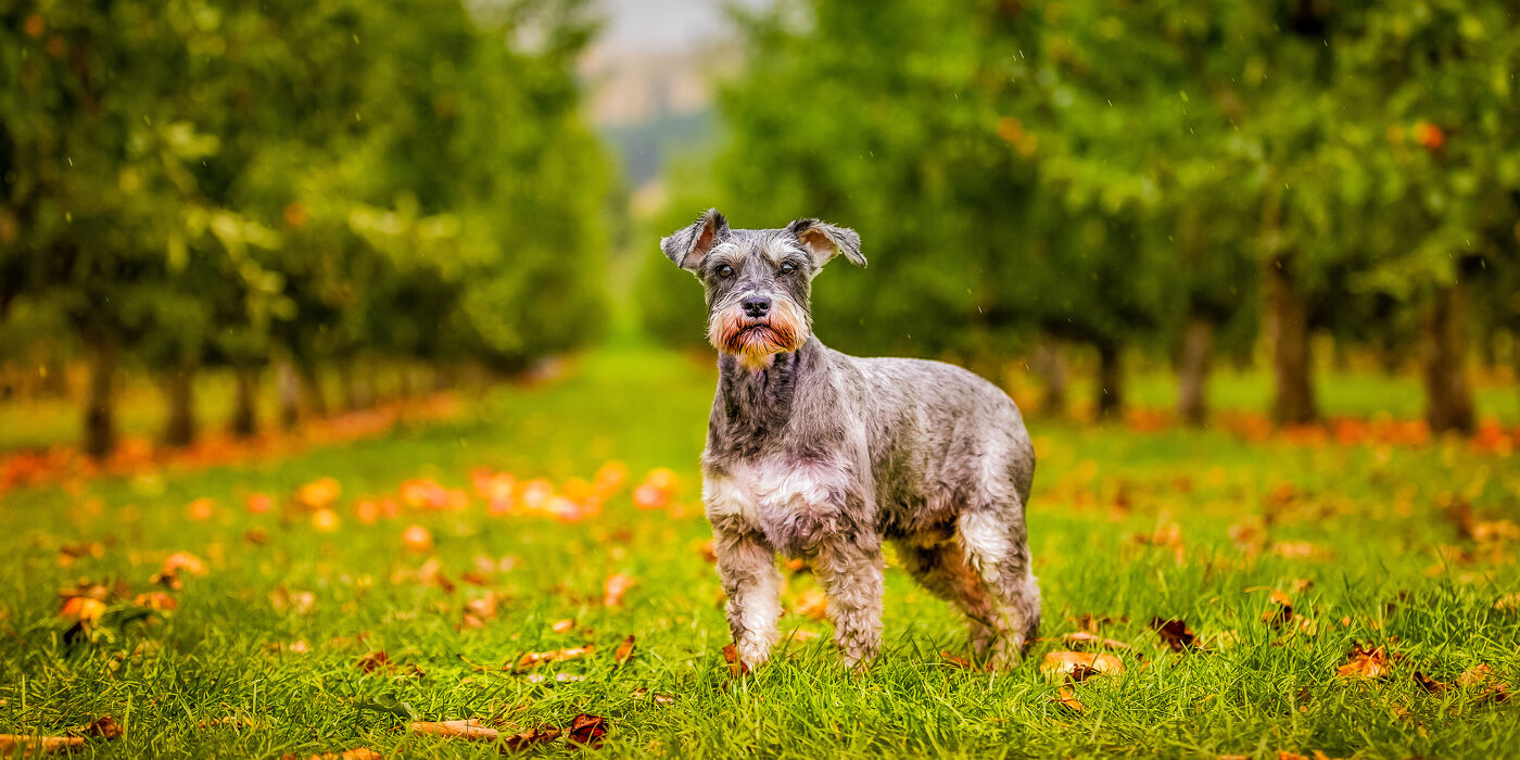 Small dog standing in orchard