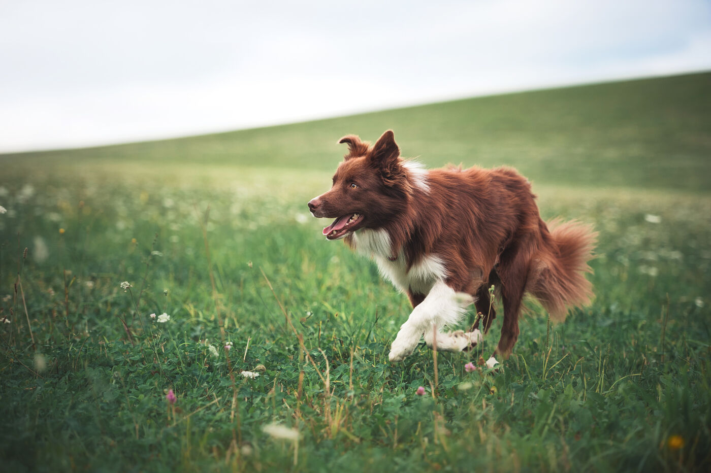 Happy dog in grass plains