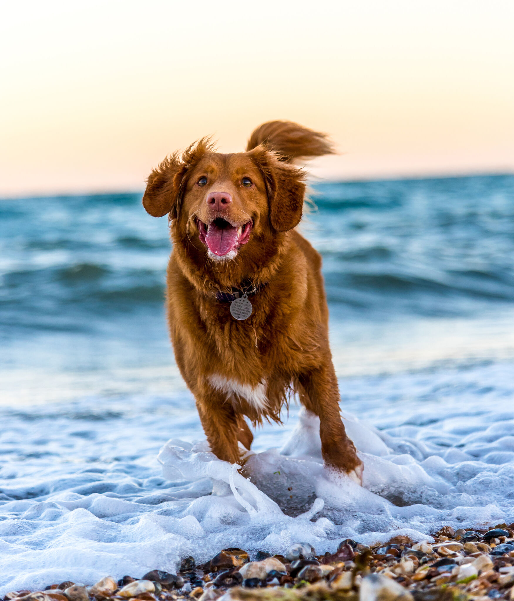 Premium pet food for dogs