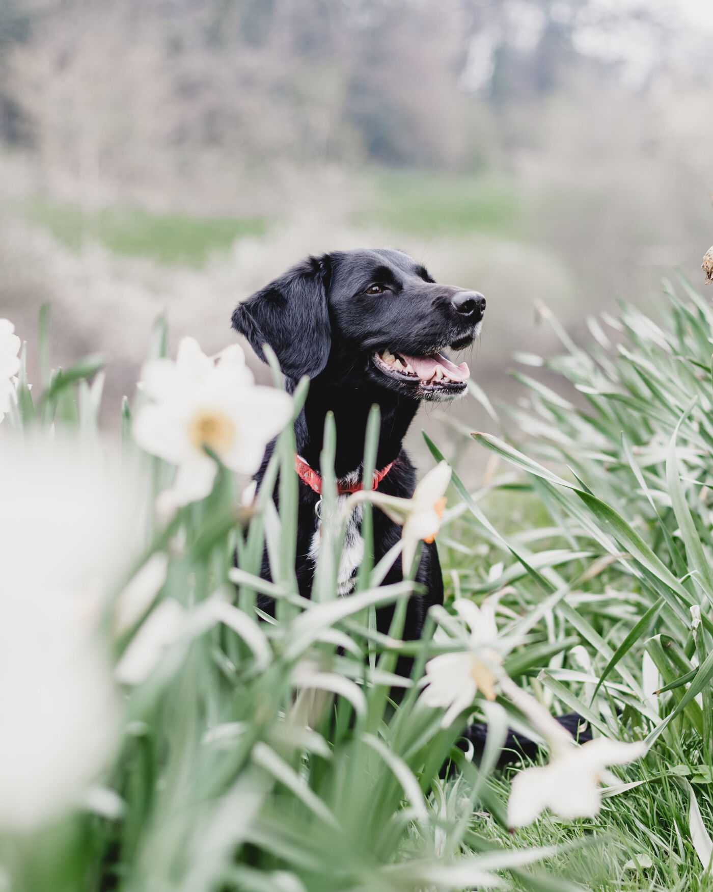 Happy dog in grass field