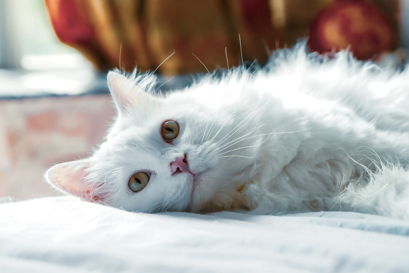 White cat laying down on bedding