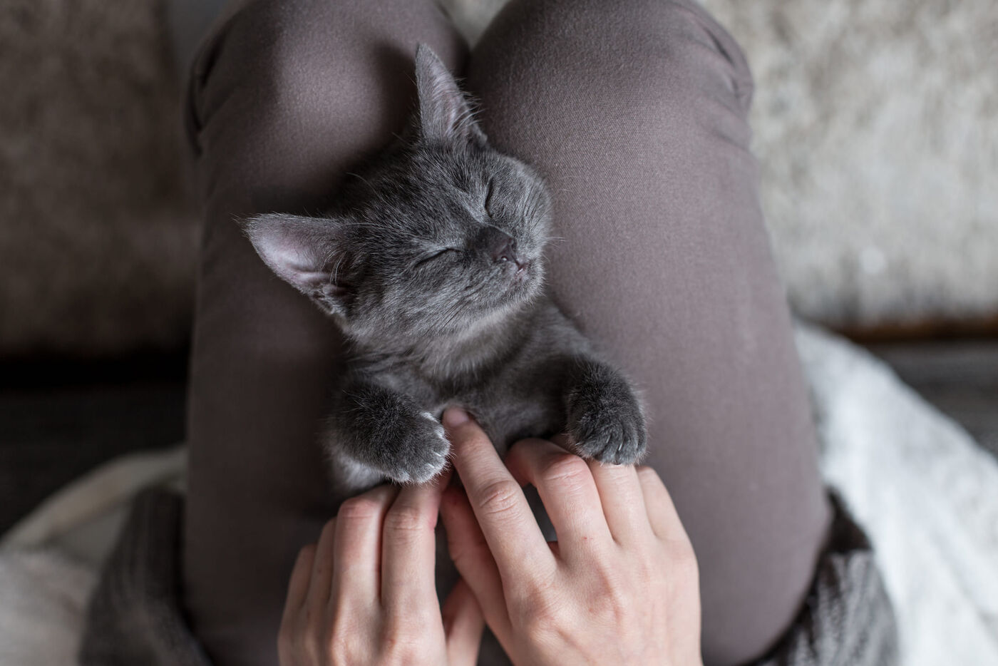 Small grey cat getting belly rub on lap