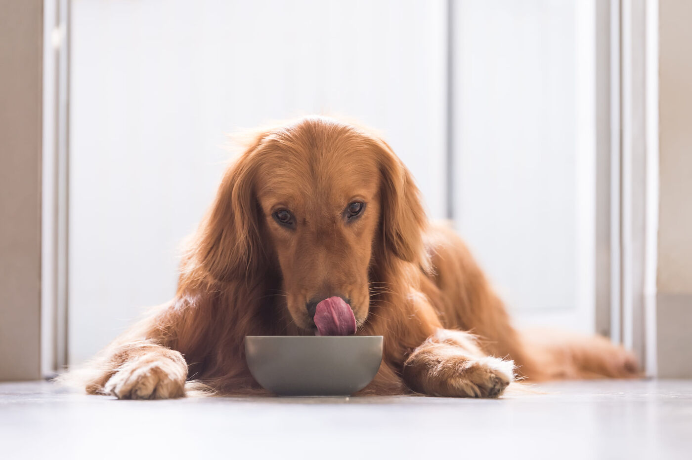 Labrador eating bowl of healthy dog food